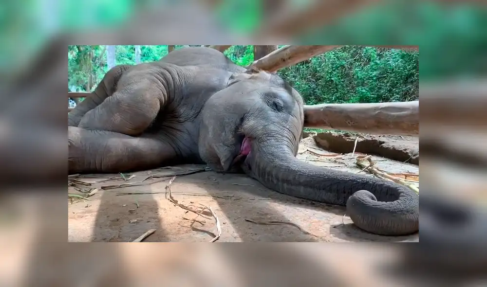 YouTube viral: captan a un bebé elefante roncando y el sonido que hace enternece las redes [VIDEO]