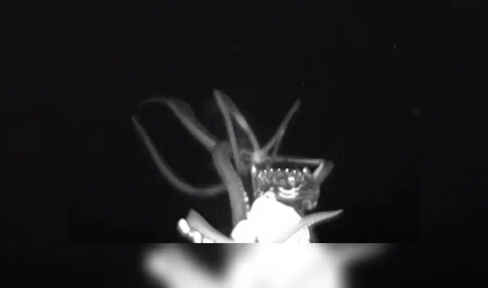 Científicos captan 'misteriosa criatura' en las profundidades del mar. Científicos captan 'misteriosa criatura' en las profundidades del mar.