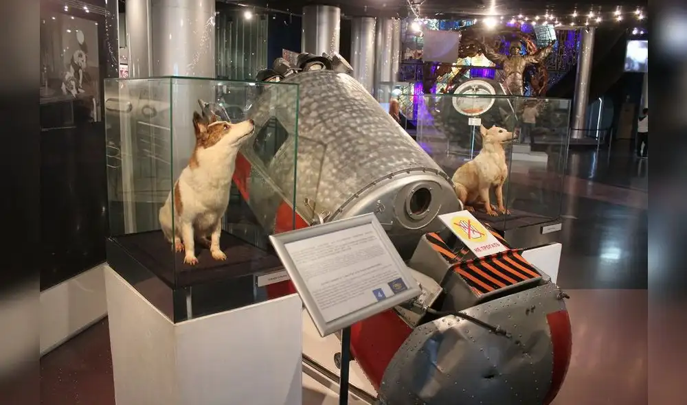 Hace 58 años las perritas Belka y Strelka regresaron de un vuelo espacial