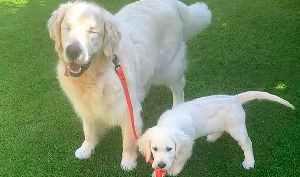 El golden retriever sufrió un glaucoma que lo hizo perder ambos ojos. Foto: Caters News El golden retriever sufrió un glaucoma que lo hizo perder ambos ojos. Foto: Caters News