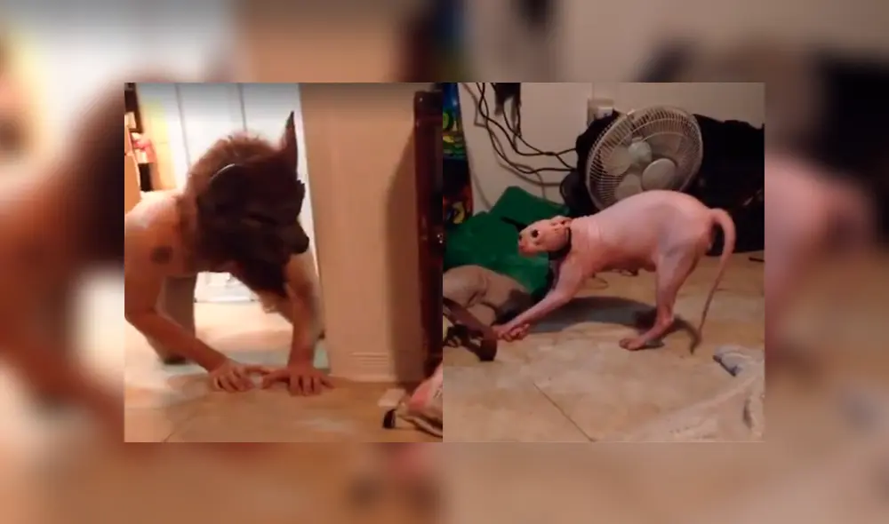 Un hombre decidió colocarse una terrorífica máscara y darle un gran susto a su mascota. Un hombre decidió colocarse una terrorífica máscara y darle un gran susto a su mascota.
