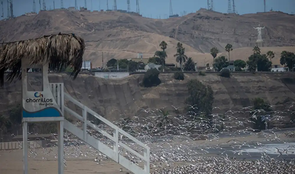 novedad. Las playas lucen pobladas de aves silvestres. Hay quienes han visto delfines.