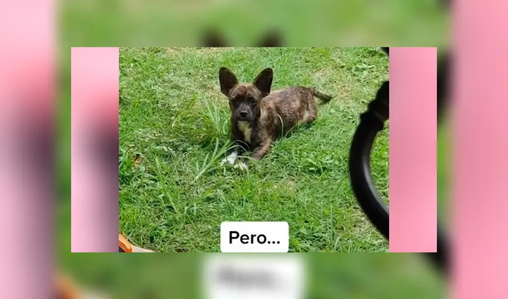 Desliza las imágenes para ver la verdadera raza que resultó tener este presunto perro bulldog francés. Foto: Fabiana Sanchez/TikTok