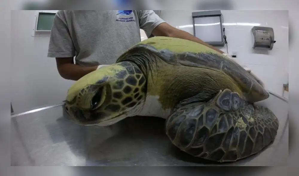 tortuga marina rescatada tortuga marina rescatada