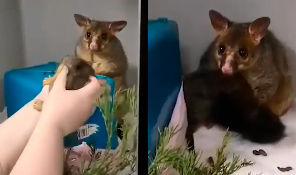 Los veterinarios pidieron a los rescatistas volver al lugar en busca de la cría. Foto: Caters Clips / YouTube