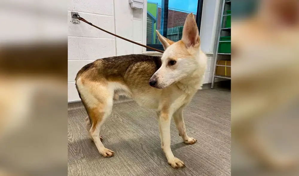 Desliza las imágenes para conocer la conmovedora historia un perro que se reunió con su familia después de 8 años. Foto: Facebook