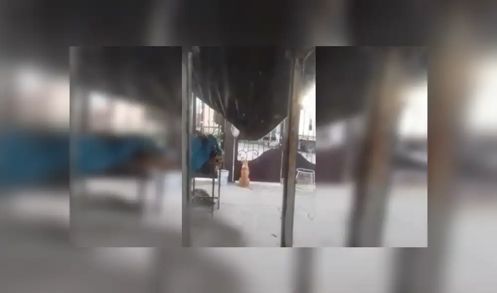 Desliza las imágenes hacia la izquierda para conocer la triste de un perro que espera paciente a los niños. Foto: Captura.