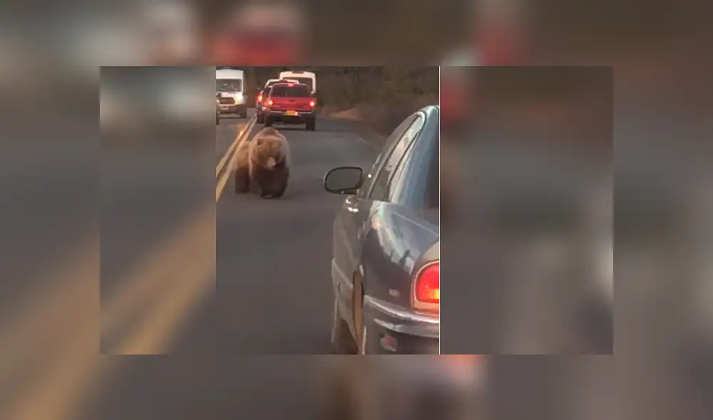 YouTube viral: Conductor es acechado por gigantesco oso en autopista y ocurre aterrador momento [VIDEO]