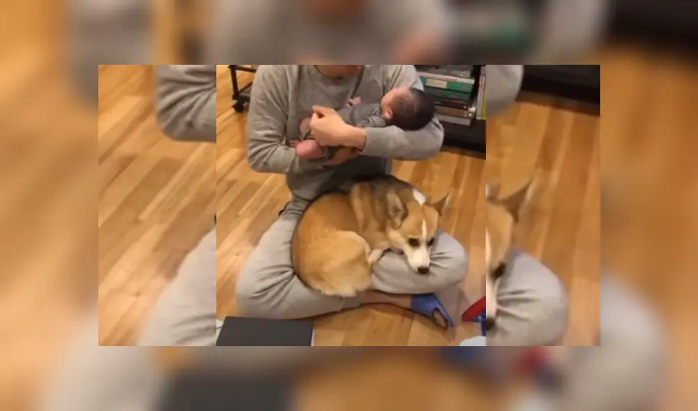 Video es viral en TikTok. El can no soportó que su amo lo ignore por el nuevo integrante de la familia y tuvo un gracioso comportamiento para llamar su atención. Video es viral en TikTok. El can no soportó que su amo lo ignore por el nuevo integrante de la familia y tuvo un gracioso comportamiento para llamar su atención.