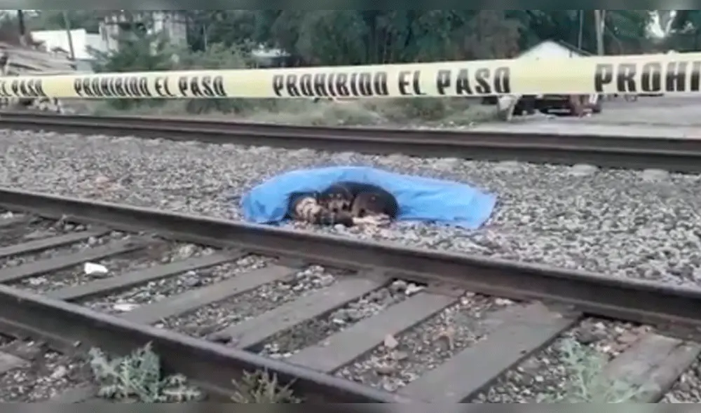 Perro acompañó a su dueño fallecido tras ser atropellado por tren [VIDEO]