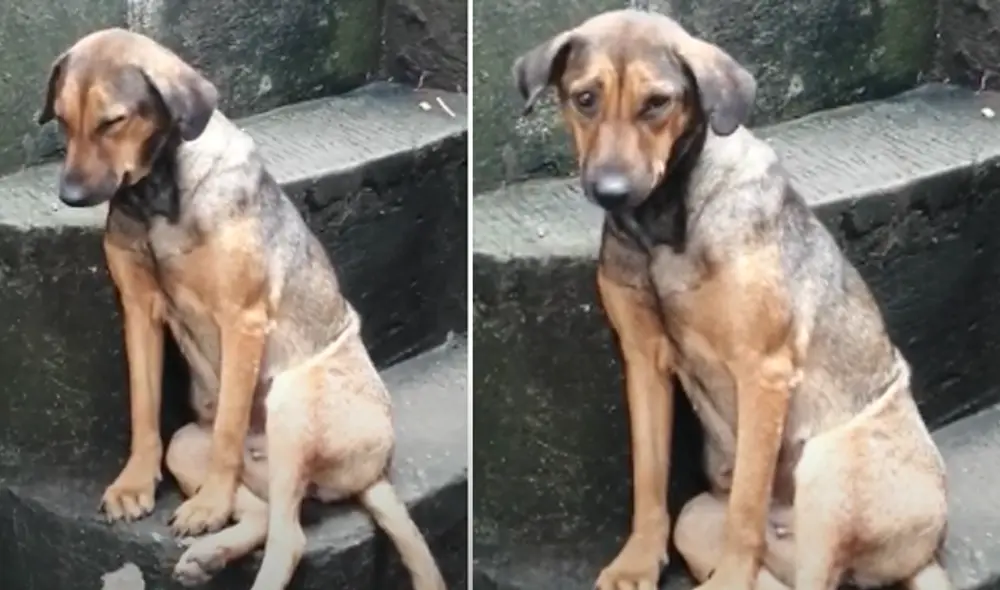 Desliza hacia la izquierda para ver las imágenes del video viral. Foto: captura de Facebook.