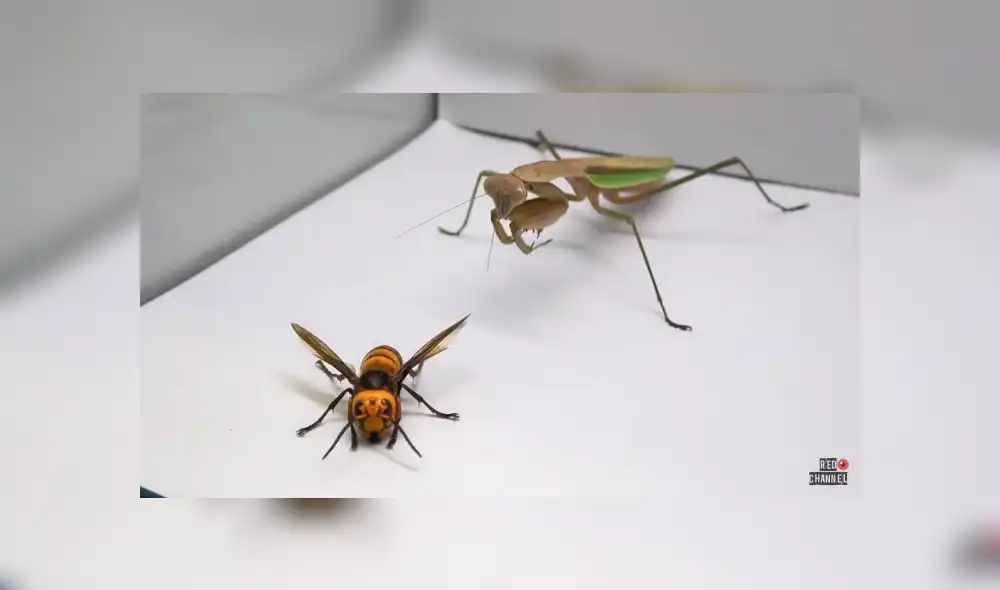 Desliza para ver los detalles del video viral publicado en YouTube. Foto: Captura. Desliza para ver los detalles del video viral publicado en YouTube. Foto: Captura.