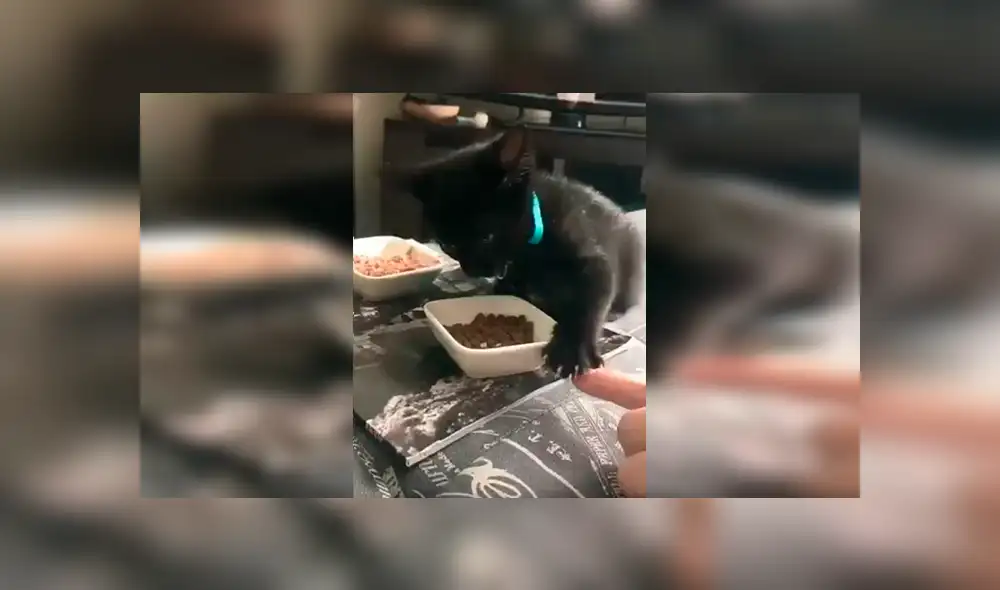 En Facebook, un chico quedó sorprendido con la reacción de su gato cuando este imaginó que le iba arrebatar sus alimentos. En Facebook, un chico quedó sorprendido con la reacción de su gato cuando este imaginó que le iba arrebatar sus alimentos.