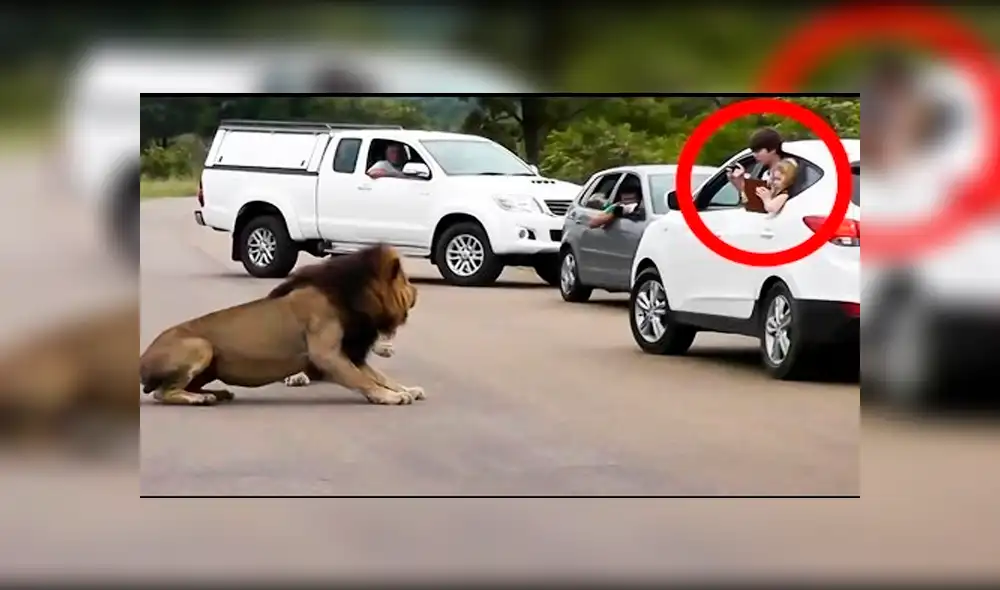 Facebook Viral: Cámaras captan el preciso instante en que león casi devora a dos niños que lo molestaban [VIDEO] 