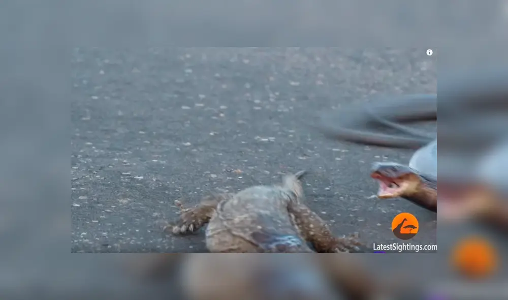 Graban a feroz cobra intentando matar a dragón de komodo de la forma más terrorífica [VIDEO]