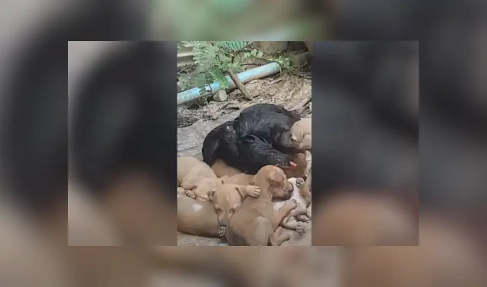 Desliza hacia la izquierda para ver más del video viral. Desliza hacia la izquierda para ver más del video viral.