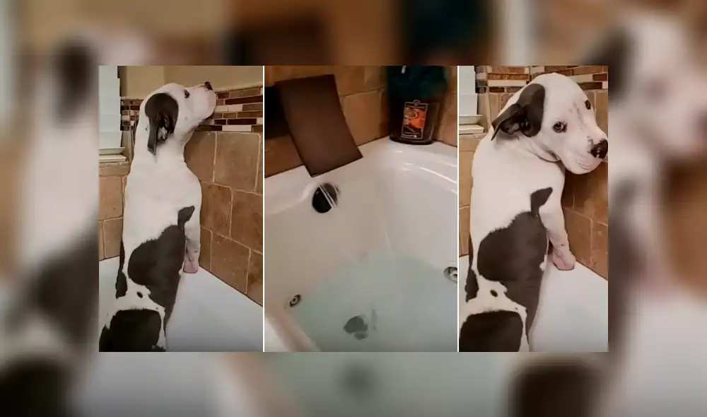 Video es viral en YouTube. El can se rehusaba a ver el agua correr por la tina y adoptó un peculiar comportamiento que su dueña no dudó en grabar