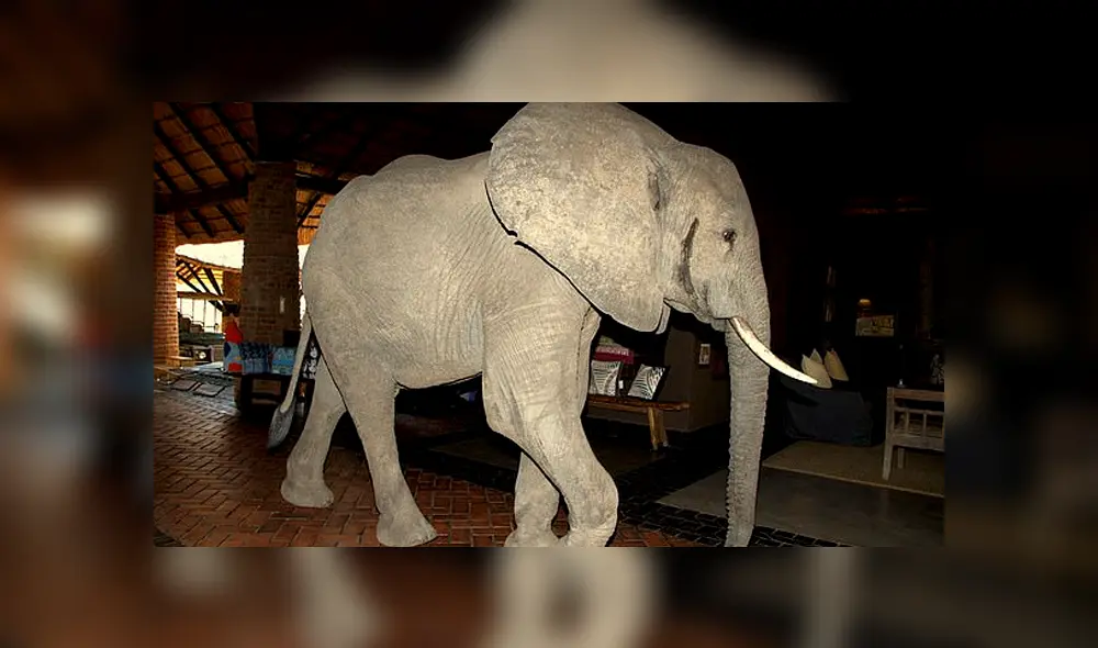 Desliza la imagen de Facebook para ver todas las fotos. (Foto: Mfuwe Lodge) Desliza la imagen de Facebook para ver todas las fotos. (Foto: Mfuwe Lodge)