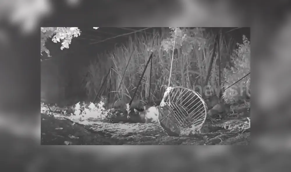 Desliza hacia la izquierda para ver algunas imágenes del conmovedor reencuentro del cachorro con su mamá leopardo. El video es viral en Facebook. Desliza hacia la izquierda para ver algunas imágenes del conmovedor reencuentro del cachorro con su mamá leopardo. El video es viral en Facebook.