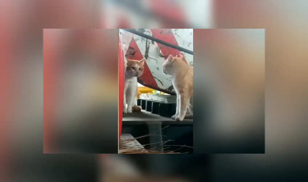 YouTube viral: gato piensa que está frente a un espejo, pero se lleva una tremenda sorpresa YouTube viral: gato piensa que está frente a un espejo, pero se lleva una tremenda sorpresa