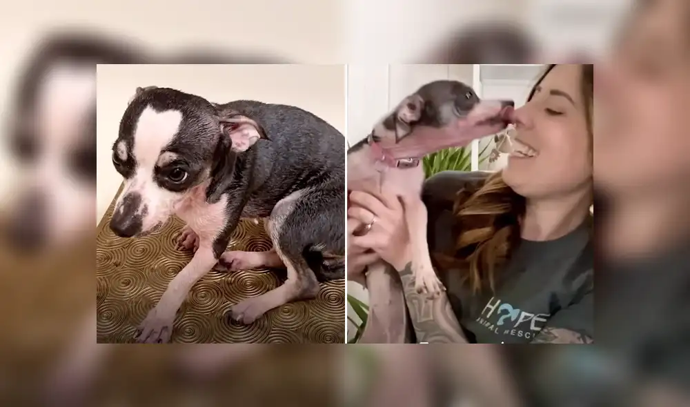 Una casa que acoge animales abandonados se encargó de cuidar a una perrita chihuahua que había sido rescatada. Foto: YouTube