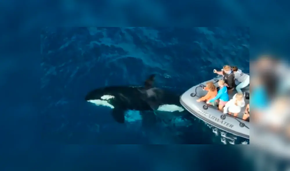 Un grupo de pescadores registró el momento en que una ballena emergió del mar y se dejó tomar distintos 'selfies'.