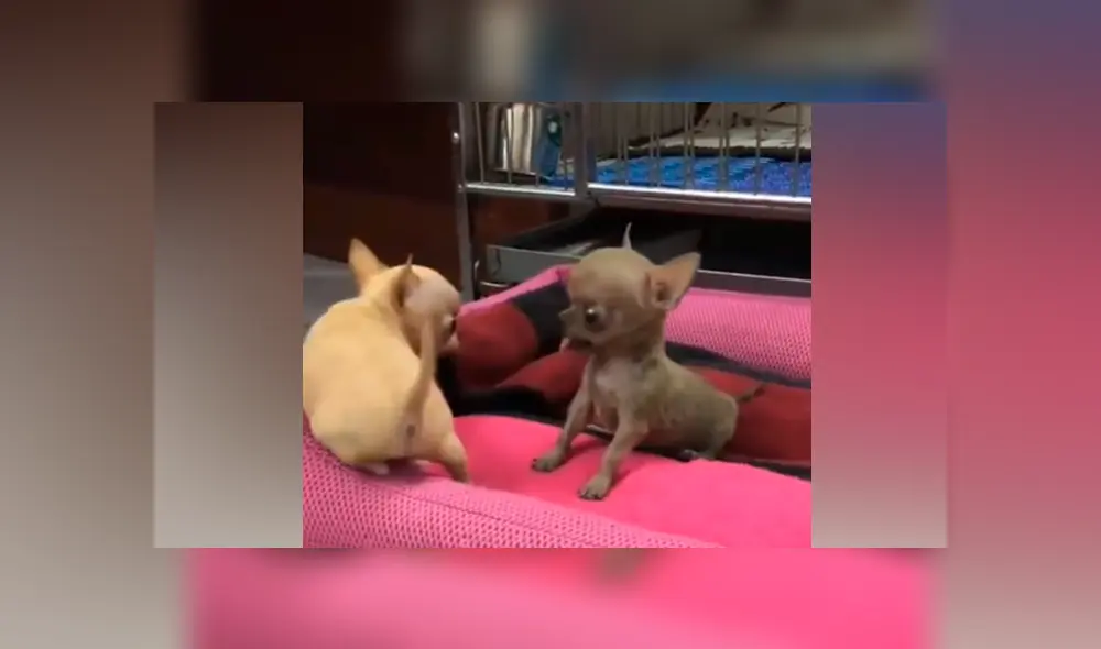 Facebook viral: mujer deja a sus chihuahuas bebés solos en casa y al volver los capta en una tierna escena