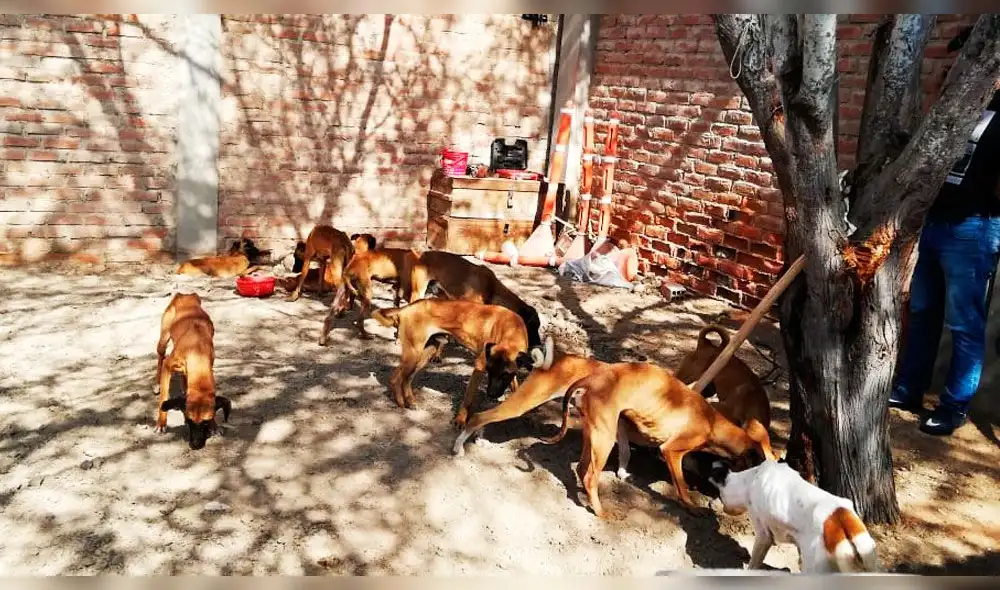 Lambayeque: rescatan 14 perros en estado de abandono [VIDEO]