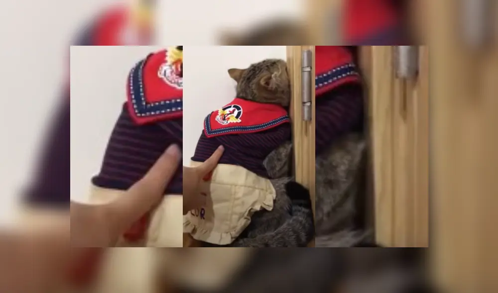 Video es viral en Facebook. Dueña de la felina compartió una de las graciosas escenas que protagoniza su mascota, cada vez que le llama la atención por alguna travesura. Video es viral en Facebook. Dueña de la felina compartió una de las graciosas escenas que protagoniza su mascota, cada vez que le llama la atención por alguna travesura.