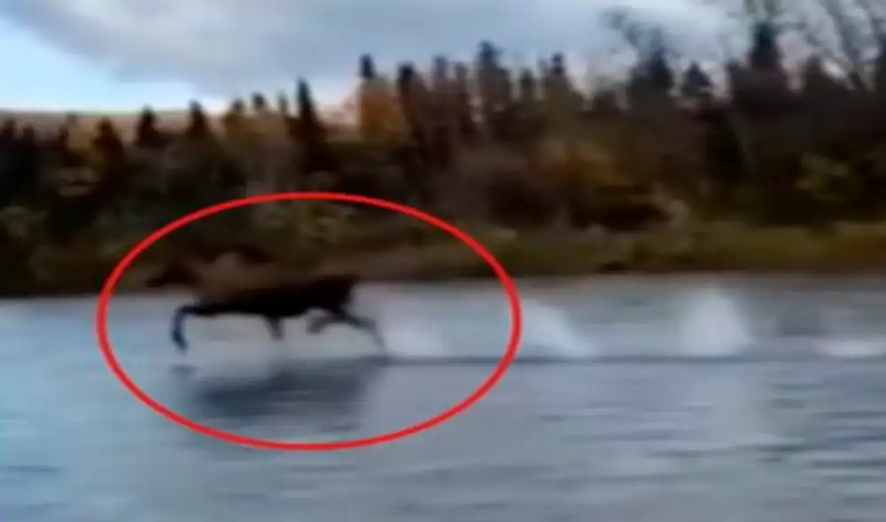Desliza las imágenes para ver corriendo al alce sobre las aguas del lago en Alaska. Foto: captura de YouTube