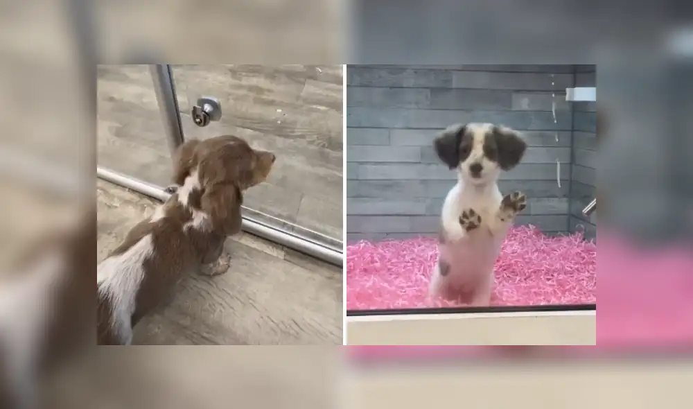 Desliza hacia la izquierda para ver más imágenes de la conmovedora reacción de este can. (Foto: captura / TikTok) Desliza hacia la izquierda para ver más imágenes de la conmovedora reacción de este can. (Foto: captura / TikTok)