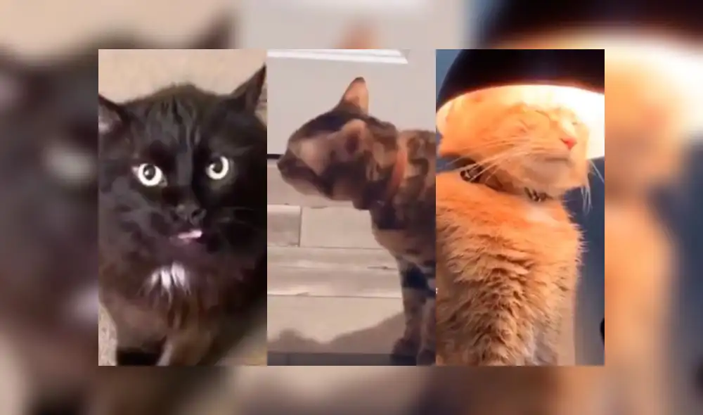 dia del gato dia del gato