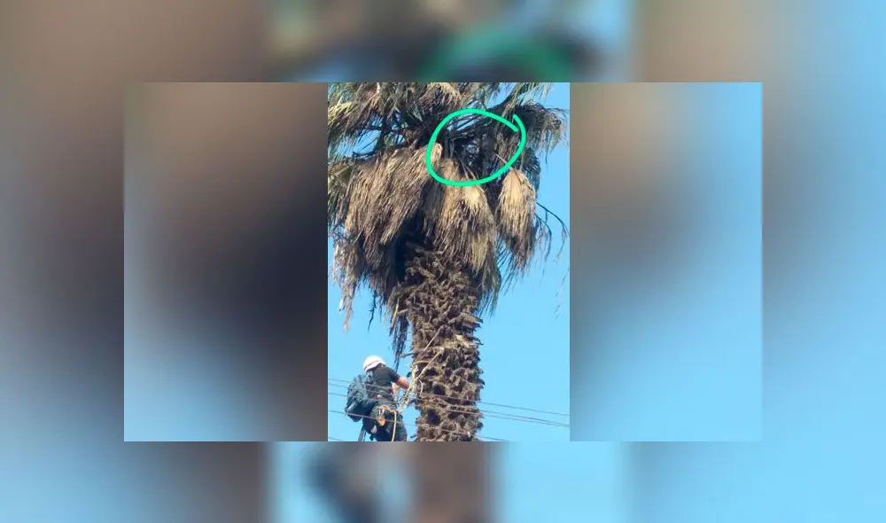 Niño rescata a gato de la calle y lo aloja en albergue que funciona en su casa [VIDEO]