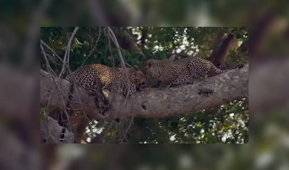 YouTube viral: Pareja de leopardos juega sobre un árbol y el video es tendencia
