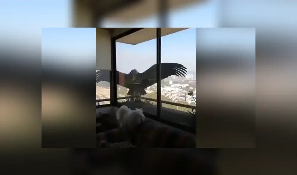 Mediante Facebook se hizo viral el momento en que un cóndor intento cazar a un perro.