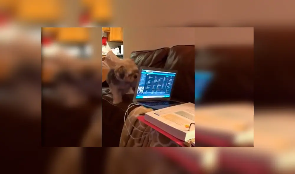 Desliza las imágenes para apreciar el furioso comportamiento de un perro al percatarse que su dueña lo estaba ignorando. Desliza las imágenes para apreciar el furioso comportamiento de un perro al percatarse que su dueña lo estaba ignorando.