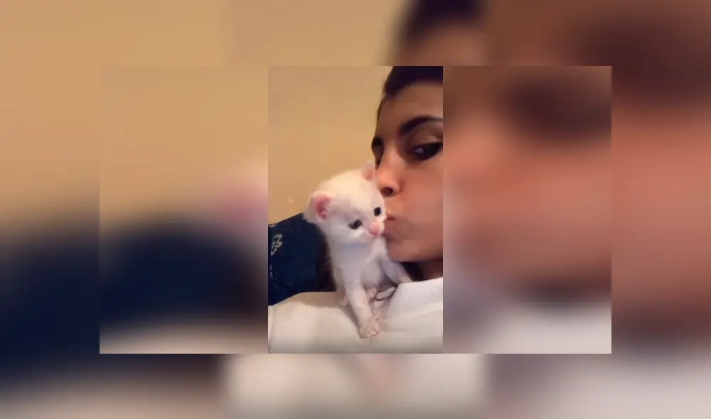 Desliza las imágenes para apreciar la amorosa acción de un gato bebé al recibir un beso por parte de su dueña.