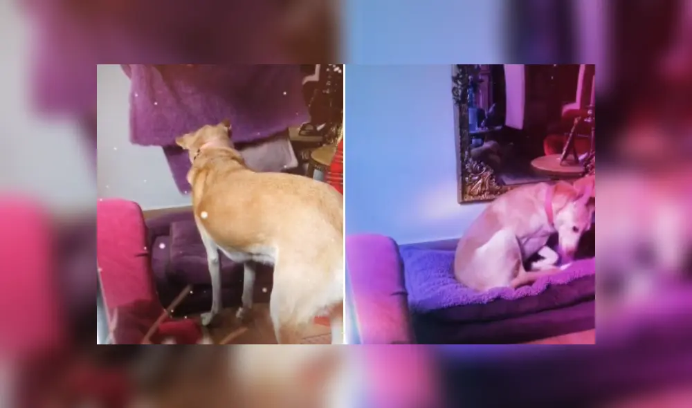 Desliza las imágenes para ver más detalles del curioso comportamiento de este perro antes de irse a dormir. (Foto: captura / TikTok)