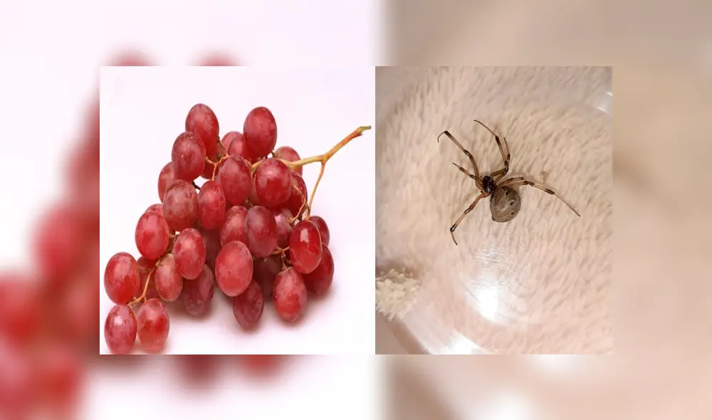 Mujer queda en shock al encontrar una araña viuda marrón y sus huevos escondidos en las uvas [FOTOS] 