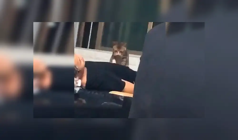 En Facebook, un travieso gato acompañó a su dueño al trabajo y sorprendió al dar cálidos masajes a las personas. En Facebook, un travieso gato acompañó a su dueño al trabajo y sorprendió al dar cálidos masajes a las personas.