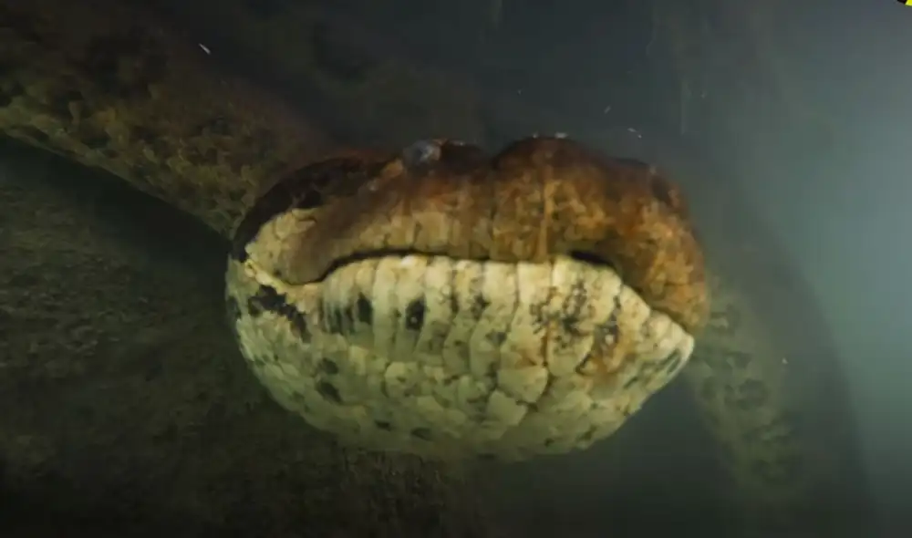 El hombre sorprendió al mostrar las imágenes que captó en las aguas del Río Amazonas. Foto: El Dodo / Facebook El hombre sorprendió al mostrar las imágenes que captó en las aguas del Río Amazonas. Foto: El Dodo / Facebook