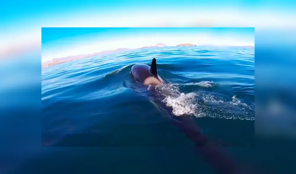 Facebook viral: recorren océano y se topan con misteriosa criatura que tiene increíble reacción al verlos Facebook viral: recorren océano y se topan con misteriosa criatura que tiene increíble reacción al verlos