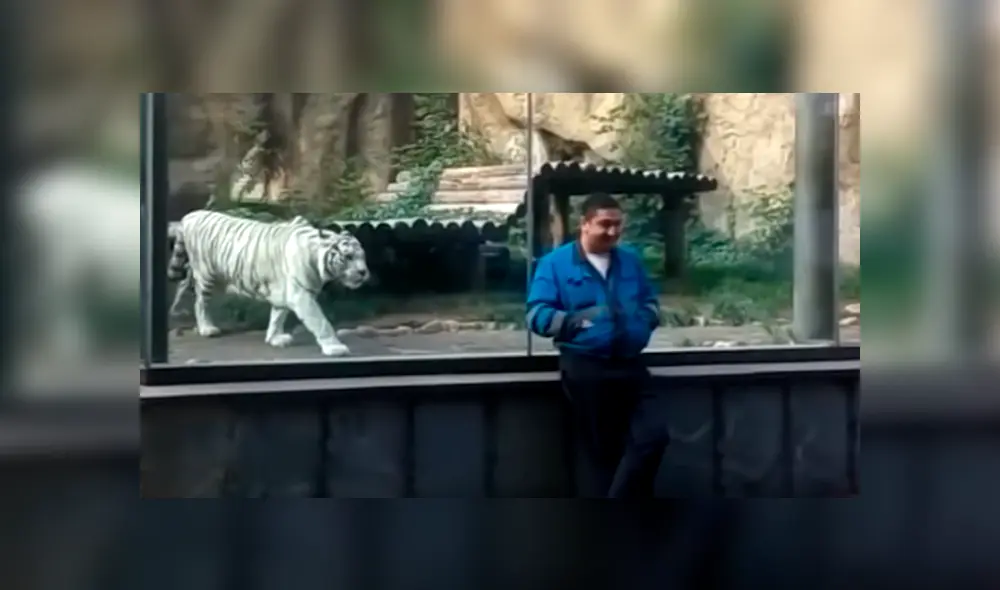 Un video viral de YouTube muestra la reacción que tuvo un tigre blanco al estar a pocos metros de turista, en zoológico. Un video viral de YouTube muestra la reacción que tuvo un tigre blanco al estar a pocos metros de turista, en zoológico.