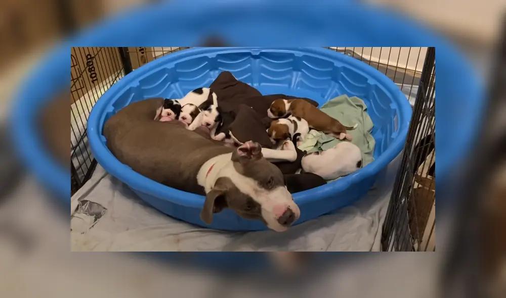 La perrita se adaptó a su casa provisional y tuvo sus diez cachorros allí. Foto: YouTube. La perrita se adaptó a su casa provisional y tuvo sus diez cachorros allí. Foto: YouTube.