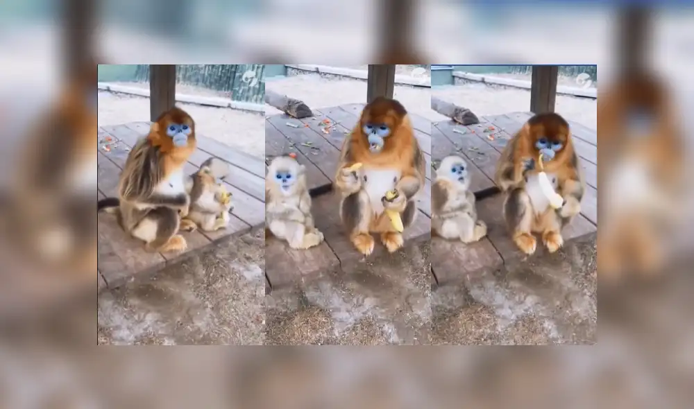 Desliza las imágenes para ver la tierna escena entre un pequeño mono bebé y su mamá. (Foto: Facebook) Desliza las imágenes para ver la tierna escena entre un pequeño mono bebé y su mamá. (Foto: Facebook)