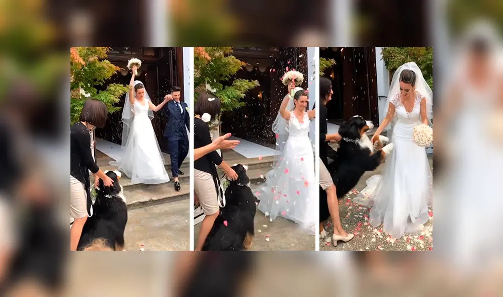 En YouTube, un perro felicitó con un amoroso abrazo a sus dueños en el día de su matrimonio. En YouTube, un perro felicitó con un amoroso abrazo a sus dueños en el día de su matrimonio.
