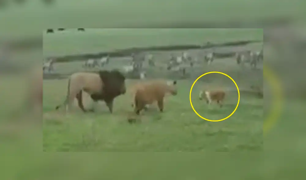 Facebook: Perro despierta a dos leones y ellos reaccionan de forma inesperada