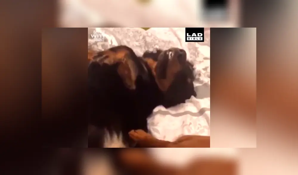 Facebook viral: hombre regaña a su perro por travesura y can finge su muerte 