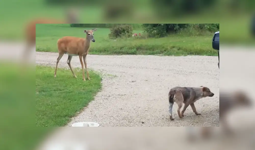 A través de YouTube se hizo viral un curioso encuentro entre un venado y un perro.