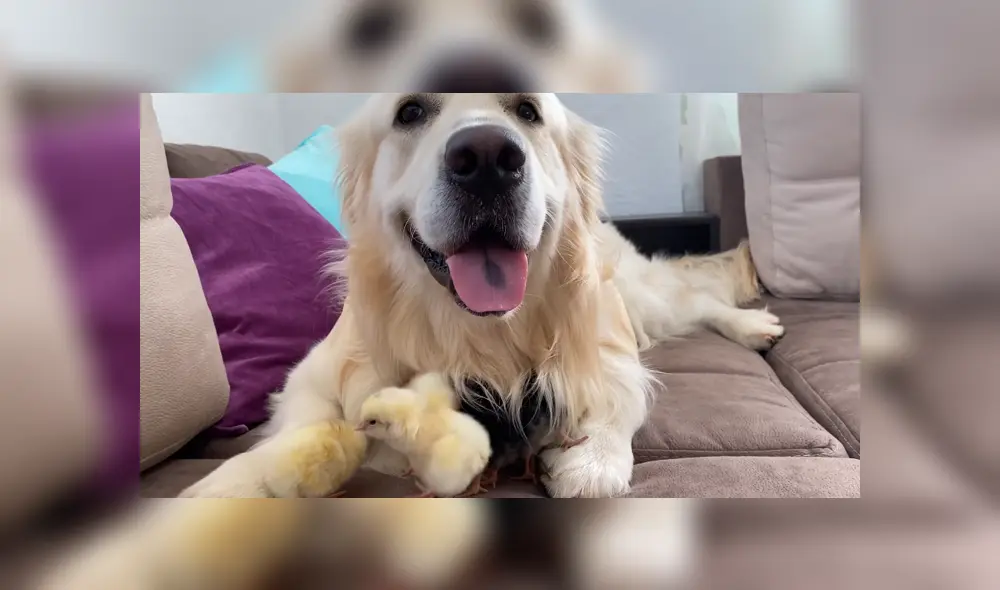 Un perro protagonizó un tierno momento junto a un grupo de patos bebé. Foto: YouTube Un perro protagonizó un tierno momento junto a un grupo de patos bebé. Foto: YouTube